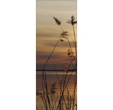 Schilfgras am See im Abendlicht