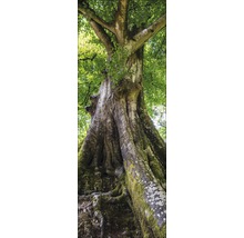 Großer Baum mit grünen Blättern und moosbedecktem Stamm