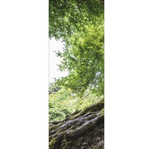Szene mit Baumwurzeln und Blätterdach im Wald