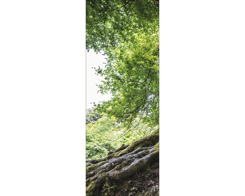 Szene mit Baumwurzeln und Blätterdach im Wald