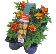 Blühende Beet-und Balkonpflanzen 6-er Pack FloraSelf Portulaca, Tagetes, Lobelia, Impatiens, Begonia, Alyssum