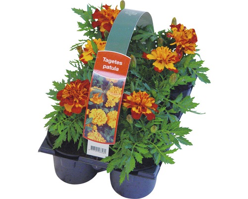 Tagetes patula in einer Transportverpackung