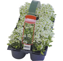 Alyssum-Blumen in einem Topf
