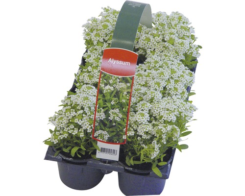 Alyssum-Blumen in einem Topf