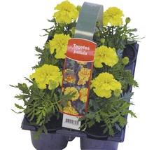 Blühende Beet-und Balkonpflanzen 6-er Pack FloraSelf Portulaca, Tagetes, Lobelia, Impatiens, Begonia, Alyssum