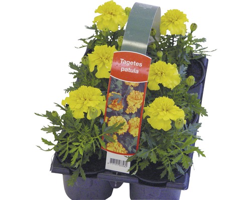 Tagetes Patula Setzlinge in einer Anzuchtplatte