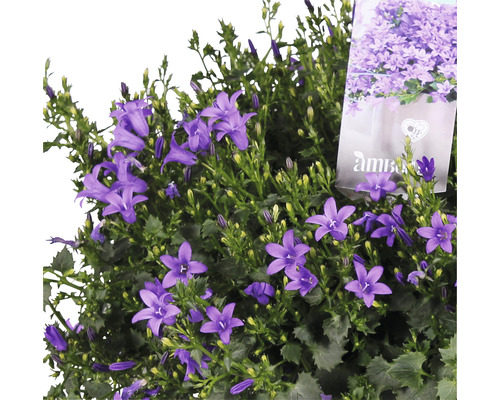 Blauer Glockenblumenbusch im Topf