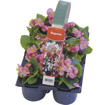 Blühende Beet-und Balkonpflanzen 6-er Pack FloraSelf Portulaca, Tagetes, Lobelia, Impatiens, Begonia, Alyssum