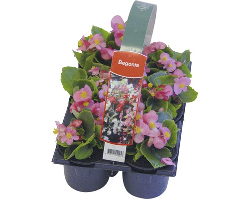 Begonien-Set in einer Anzuchtplatte