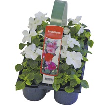 Blühende Beet-und Balkonpflanzen 6-er Pack FloraSelf Portulaca, Tagetes, Lobelia, Impatiens, Begonia, Alyssum
