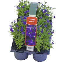 Blühende Beet-und Balkonpflanzen 6-er Pack FloraSelf Portulaca, Tagetes, Lobelia, Impatiens, Begonia, Alyssum