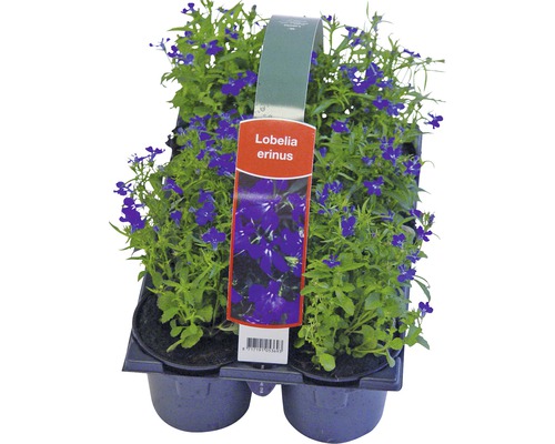 Lobelia erinus Setzlinge in einer Kunststoffverpackung