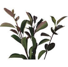 23 x Glanzmispel FloraSelf Photinia fraseri 'Red Robin' H 80-100 cm Co 10 L für ca. 9 m Hecke-thumb-2 23 x Glanzmispel FloraSelf Photinia fraseri 'Red Robin' H 80-100 cm Co 10 L für ca. 9 m Hecke-thumb-2