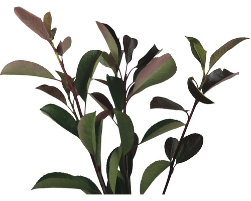 Aronia Pflanze mit Blättern