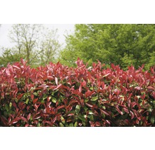 18 x Glanzmispel FloraSelf Photinia fraseri 'Red Robin' H 125-150 cm Co 15 L für ca. 7 m Hecke-thumb-5