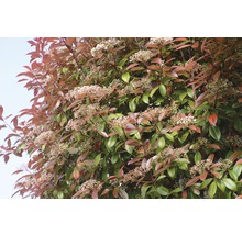 18 x Glanzmispel FloraSelf Photinia fraseri 'Red Robin' H 125-150 cm Co 15 L für ca. 7 m Hecke-thumb-4