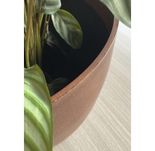 Blumentopf mit Pflanze