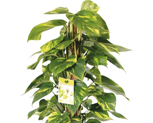 Efeutute auf Moosstab, Zimmerpflanze