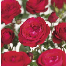 Rote Rosenblüten