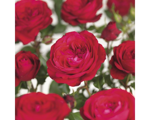 Rosenstock 'Red Meilove' Floraself Rosa 'Red Meilove' Stammhöhe 60 cm Co 5 L Rote Rosenblüten