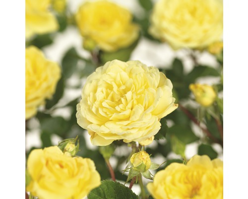 Rosenstock 'Yellow Meilove' FloraSelf Rosa 'Yellow Meilove' Stammhöhe 60 cm Co 5 L