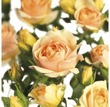 Nahaufnahme von Rosenblüten und -knospen