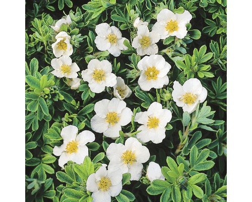 Fünffingerstrauch FloraSelf Potentilla fruticosa 'White Lady' H 30-40 cm Co 4 L weiß Im Bild ist eine Strauchspiere mit weißen Blüten und grünen Blättern zu sehen.