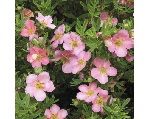 Fünffingerstrauch FloraSelf Potentilla fruticosa 'White Lady' H 30-40 cm Co 4 L pink