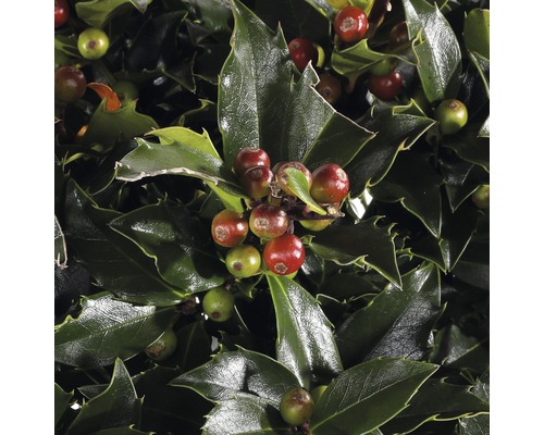Nahaufnahme von Stechpalmenblättern und -beeren
