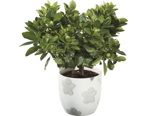 Zitruspflanze im Topf mit Blumenmuster
