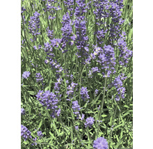 Nahaufnahme von Lavendelblüten im Garten.