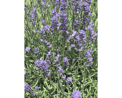 Nahaufnahme von Lavendelblüten im Garten.