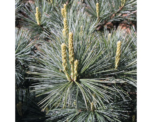 Nahaufnahme einer Kiefer mit Nadeln und Zapfen