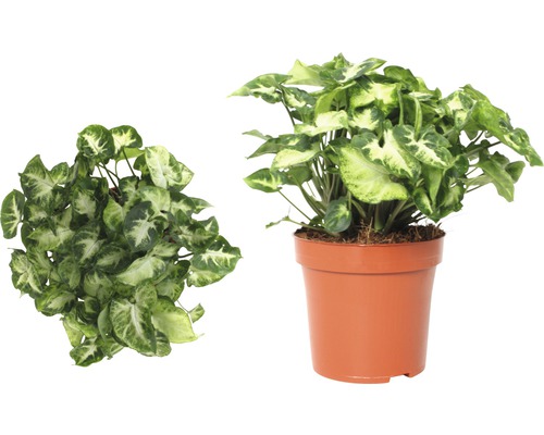 Pfeilblatt im Topf, zwei Ansichten