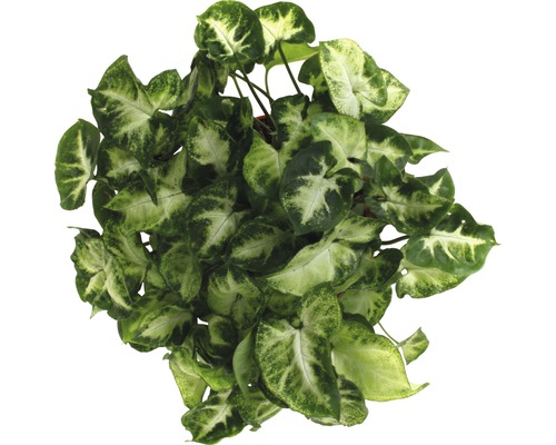 Pfeilblatt Zimmerpflanze mit grünen und hellen Blättern