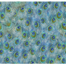 Fototapete Vlies 58504 Glööckler Imperial Pfauenfeder grau 1-tlg. 69 x 325 cm