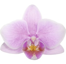 Nahaufnahme einer einzelnen Orchideenblüte