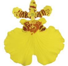 Einzelne gelbe Dancing Lady Orchidee mit braunen Markierungen