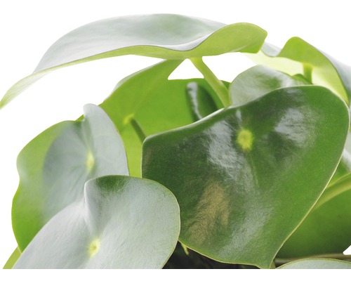 Chinesische Geldpflanze mit runden Blättern