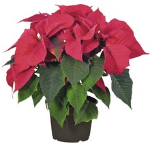 Weihnachtsstern Pflanze im Topf