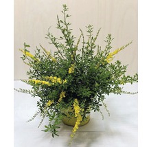 Ginsterpflanze im Topf mit gelben Blüten