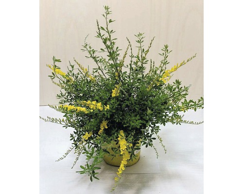 Ginsterpflanze im Topf mit gelben Blüten