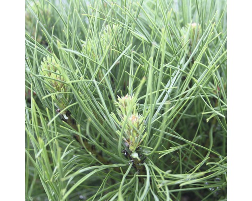 Detailaufnahme von Kiefernnadeln