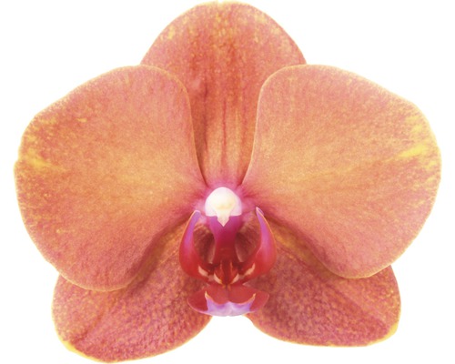 Nahaufnahme einer einzelnen orangefarbenen Orchideenblüte