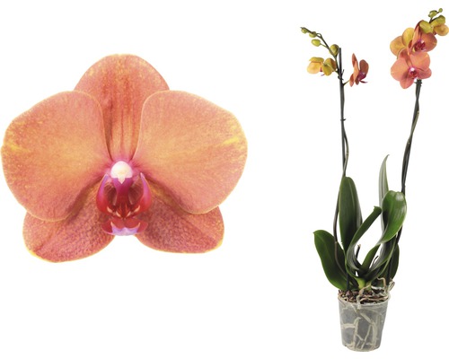 Pflegeleichte Orchidee im Topf mit Blüten
