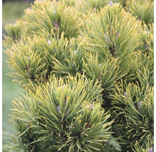 Bergkiefer Botanico Pinus mugo 'Carstens Wintergold' H 30-40 cm Co 10 L