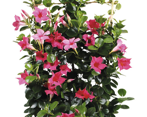 Dipladenia Topfpflanze mit pinkfarbenen Blüten auf Kletterhilfe