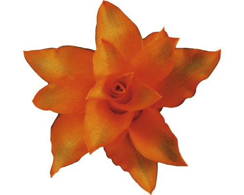 Orangene Tillandsie im Detail