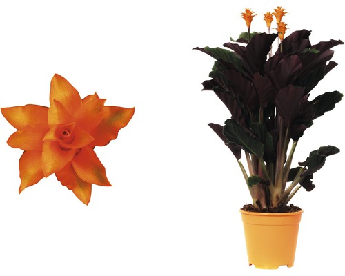 Guzmania Zimmerpflanze im Topf und Nahaufnahme der Blüte