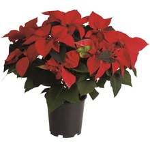 Weihnachtsstern in einem Topf